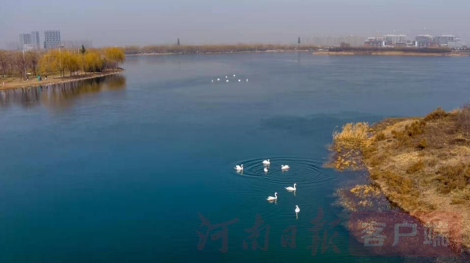 用心爱鸟、文明观鸟、共同护鸟——致郑州市民及广大疣鼻天鹅爱好者的倡议书