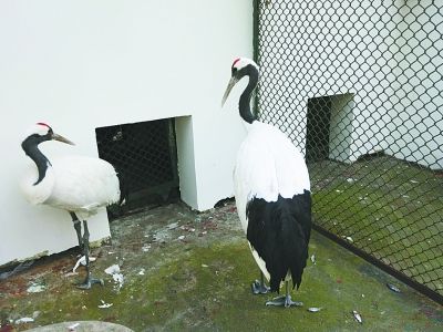 两只丹顶鹤被送到动物救助站进行隔离。 记者杨涛 摄