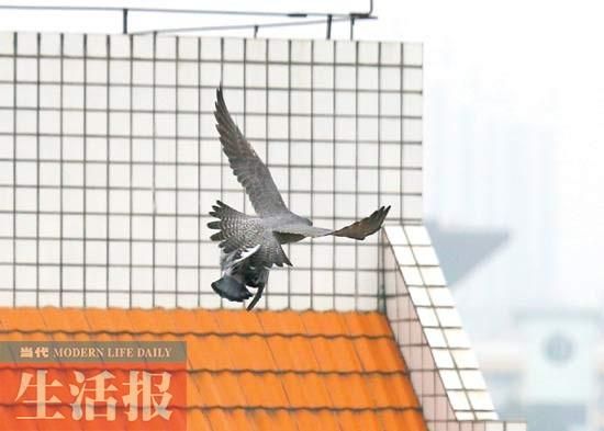 2 突然,一只鹞鹰迅速地抓住一只鸽子