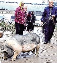 老汉抱来10斤香猪当宠物被养成120斤肥猪(图)