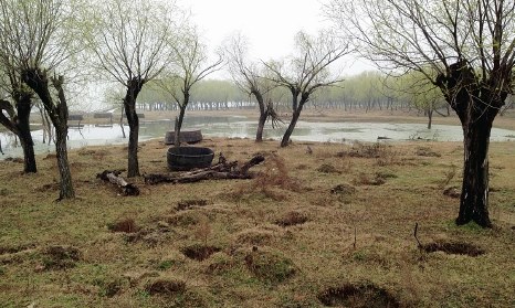 安徽巢湖湿地近万垂柳死七成栽种曾遇村民阻拦