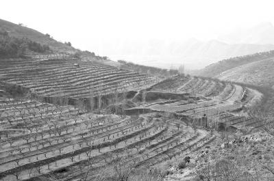 凋零的果园林木