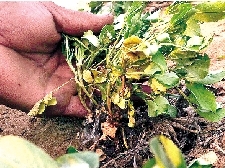 中牟县姚家镇雍家村边的花生秧，因干旱已经开始枯萎发黄。