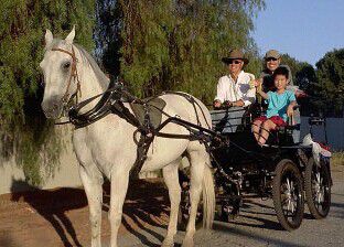 美华人拥私人动物园驾马车待友拉风又另类(图)