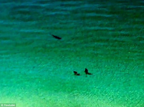 情侣在鲨鱼旁游泳毫无察觉幸未致人员伤亡（图）