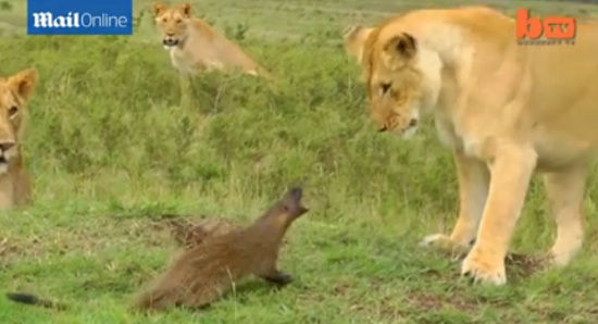 体型小巧的獴竟然不怕迎战4只狮子，不但成功避开狮子的攻击，更“反客为主”向对方吼叫，让狮子霸气尽失。