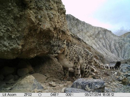 组图：珠峰自然保护区首次拍到野外雪豹