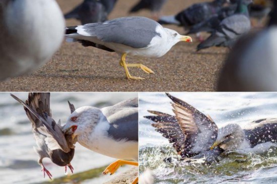 伦敦公园现杀手海鸥 咬鸽子脖子淹死后食用(图)
