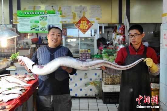 海鳗鱼长1.98米，重45斤
