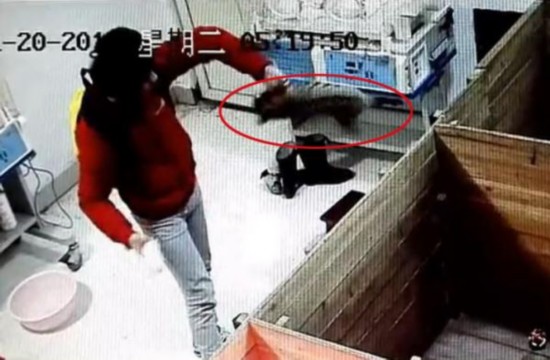 新生华南虎宝宝（红圈内）在南昌动物园遭暴力摔打。