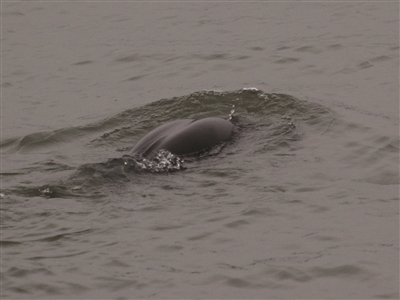 江豚为啥频频探头发出羊叫声?